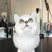 Sateyou