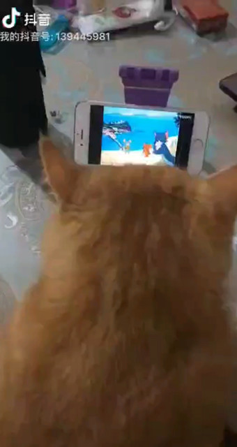 一只会看猫和老鼠的猫