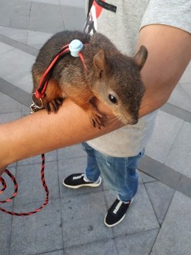 吃货🐽猪猪^O^主播照片