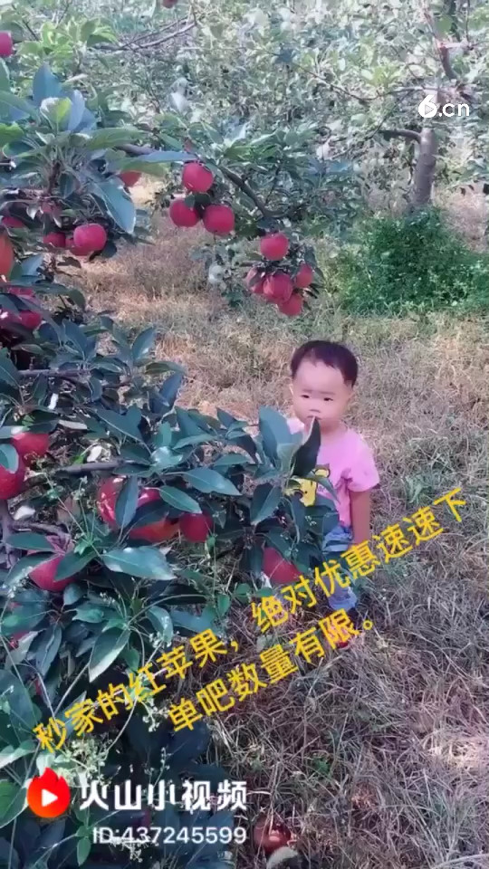 mai红红的红苹果啦