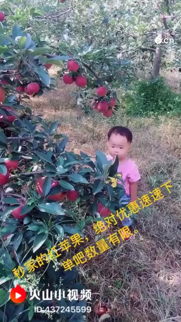 mai红红的红苹果啦