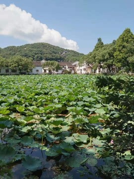 李三。主播照片