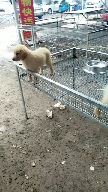 喜欢宠物进