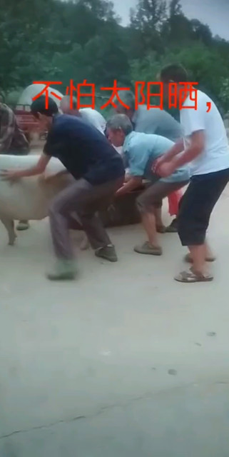 准备送猪上刑场，宰杀！