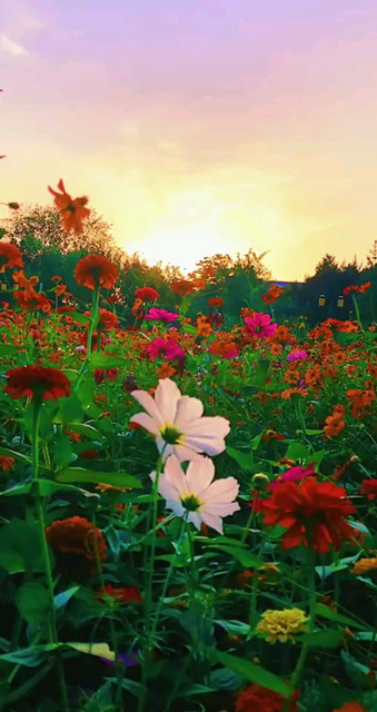 🌺