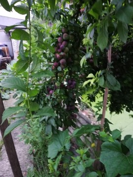 云南壹姐草包主播照片