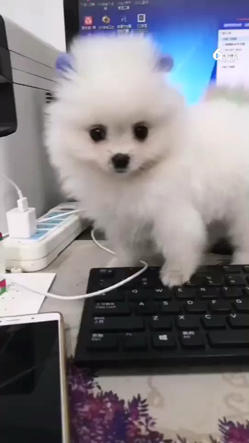 撸猫 狗点点免费的关注噢