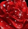 白玫瑰🌹w