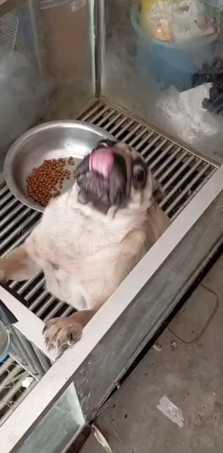 我家狗娃