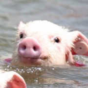 bigpigpot
