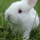 开心的小兔子🐰🐰的头像