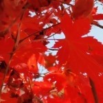 虹虹枫叶