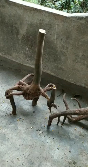 金弹子下山树桩