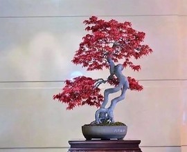军爸爸主播照片