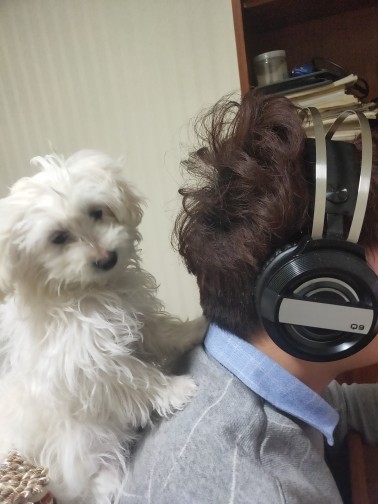 喂狗招狗咬的图片