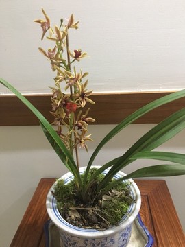 三妹在农村主播照片