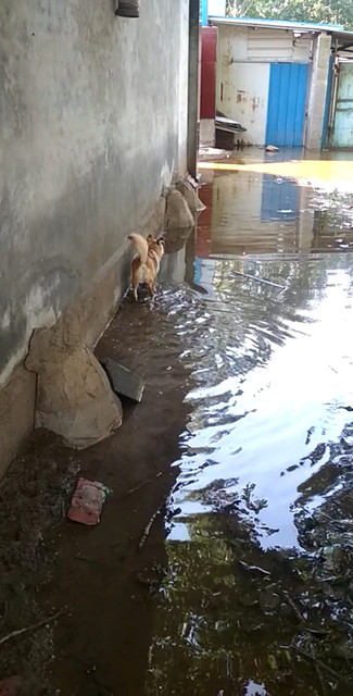 厂了淹了，狗也自由了