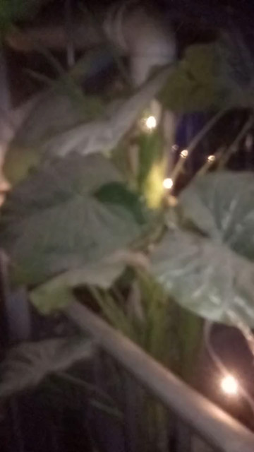 彩灯