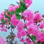 草原☞狼