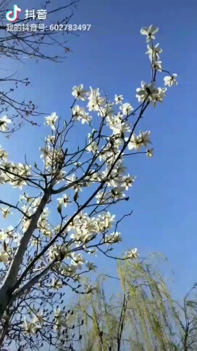 春天是万物生长百花齐放的季节
