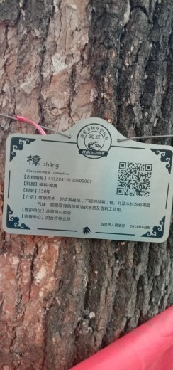 隨風的沙主播照片