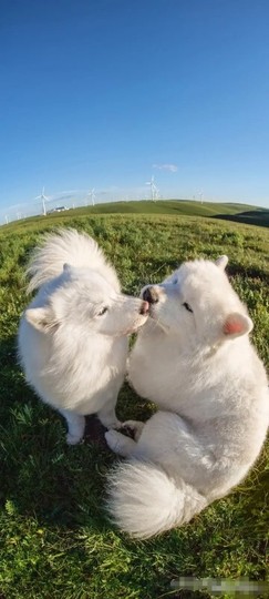 ♬天使じ招财御猫主播照片