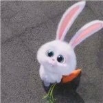 糖兔兔🐰