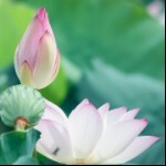 春风轻拂我的脸