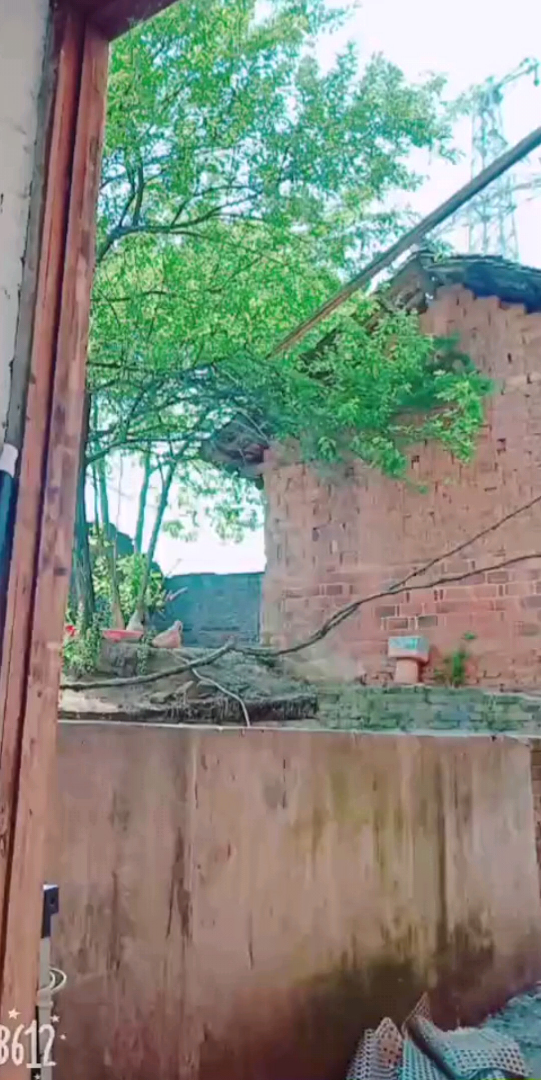 画眉鸟