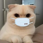 我的猫m🐱海报