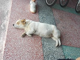 果果(平安好运)主播照片