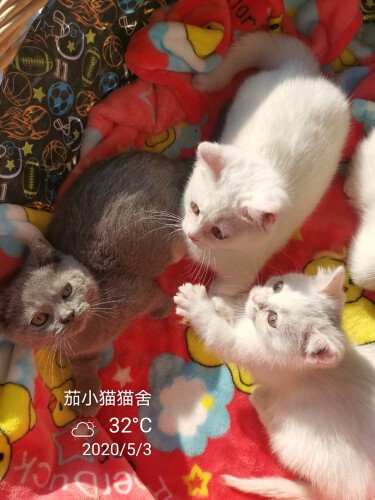 茄小猫小铺（猫舍）主播照片