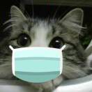 茄小猫小铺（猫舍）