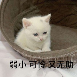 ❥₅₂1宁主播照片