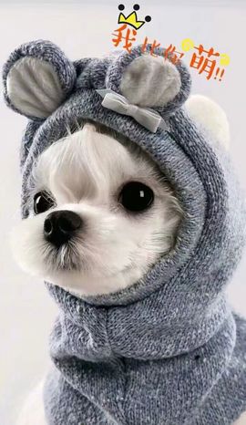 退网了，谢谢大家关心主播照片