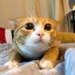 永远的土匪