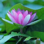 荷塘月莲海报