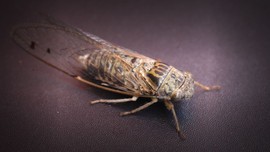 真言叔叔相约在怒江主播照片