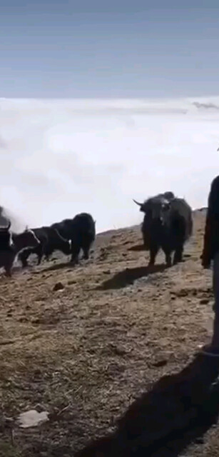 云顶上的牧场