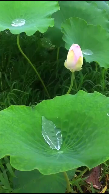 急雨打篷声，梦初惊。却是池荷跳