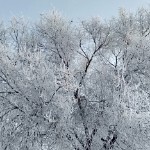 吃饭睡觉怼果果海报