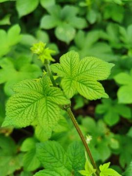 香草莓🍓主播照片