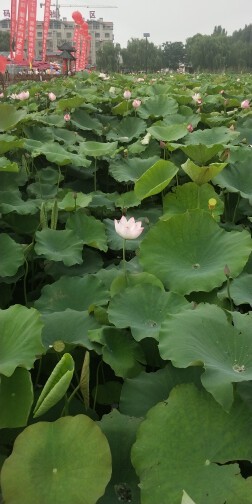 快乐的(農村小夥)主播照片