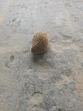 左手天都白🍻的图片