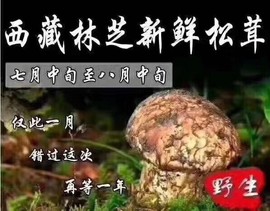 2肥。主播照片