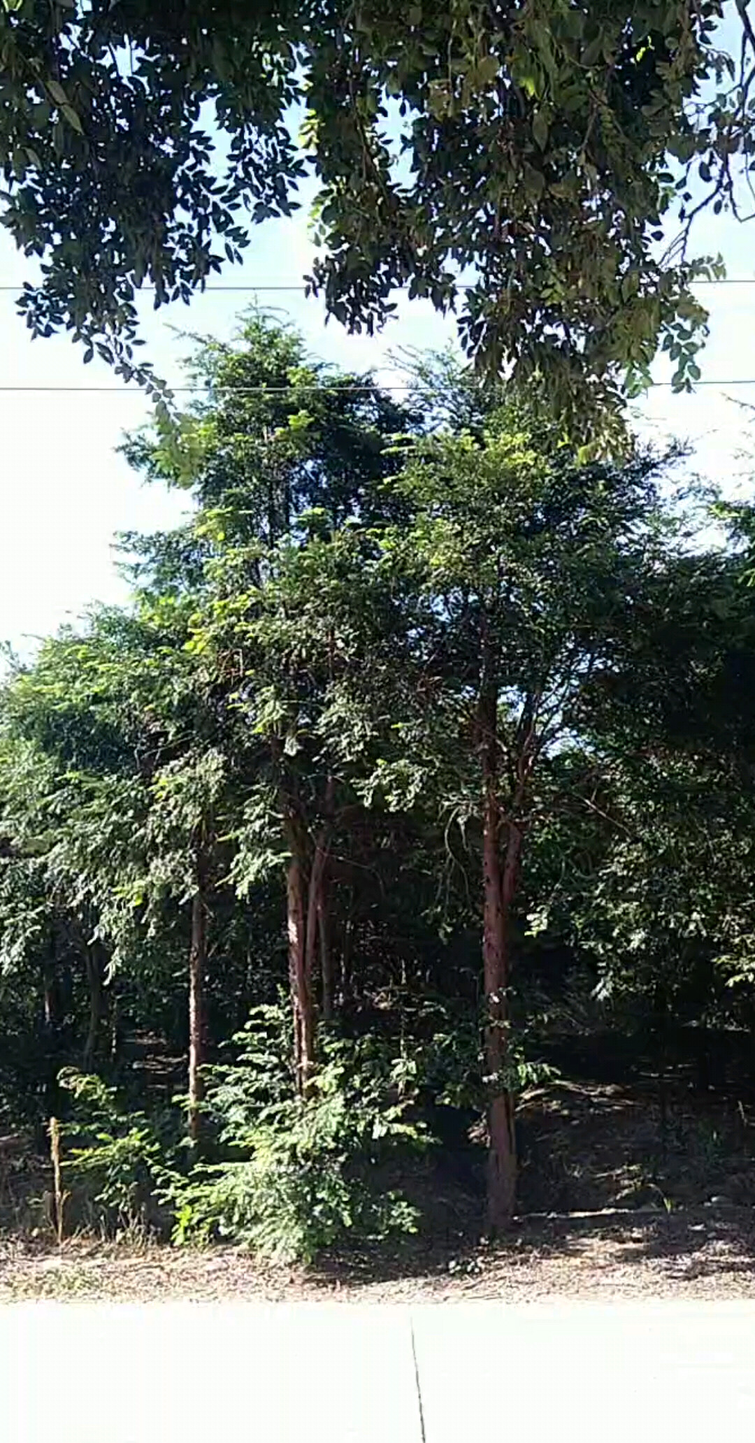 万亩红豆杉林，江南久违的蓝天白