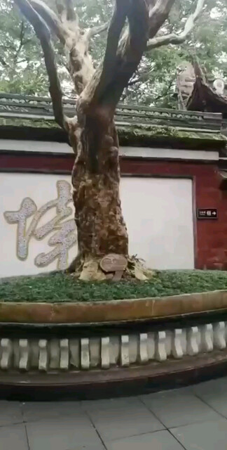一百年以上的，紫薇树