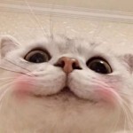 谁的小呆呢海报