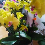 潮洪x