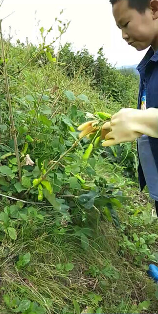 看看你认识吗